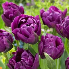 Double Katmerli Negrita Double Lale Soğanı (4 Soğan) Özel Çeşit