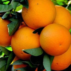 Tüplü Aşılı Geleneksel Bol Verimli Rize Portakal Fidanı