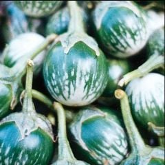 Kermit Thai Yeşil Patlıcan Tohumu (15 Tohum)