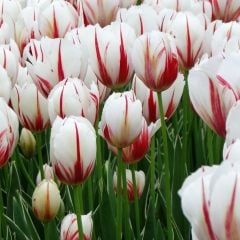 Carnaval de Rio Lale Soğanı (4 Soğan) Özel Çeşit