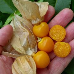 Şifalı Jumbo Boy  Altın Çilek Yer Kirazı Fidesi (2 adet)