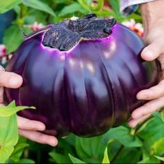 Prosperosa Etli  Patlıcan Tohumu (15 Tohum)