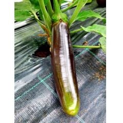 Bangladeshi Long Etli Patlıcan Tohumu (15 Tohum)