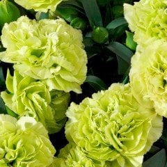 Chabaud Sarı Karanfil Çiçeği Tohumu (70 adet)