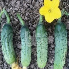 Yüksek Verimli Rocket-F1 Turşuluk Kornişon Tohumu (10 Tohum)