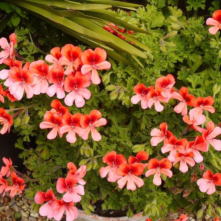 Sarkıcı PAC Angeleyes Orange Sardunya Canan Çiçeği Saksılı