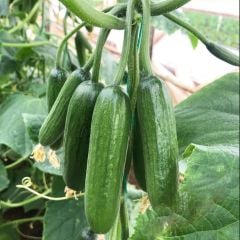 Sırık F1 Multi Hıyar Tohumu (10 Tohum)