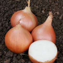 Geleneksel Erkenci Teksas Grano Soğan Tohumu (50 Tohum)