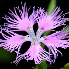 Superbus Rose Bol Kokulu Karanfil Çiçeği Tohumu (100 adet)