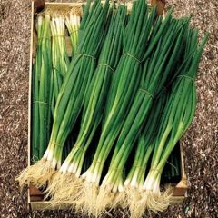 Geleneksel Yüksek Aromalı Yeşil Soğan Tohumu (50 Tohum)