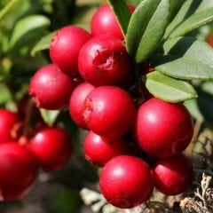 Kırmızı Cranberry Turna Yemişi  Fidanı 5 Adet (10-20 cm)