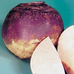 Doğal  Purple Top Amerikano Şalgam Tohumu (30 Tohum)