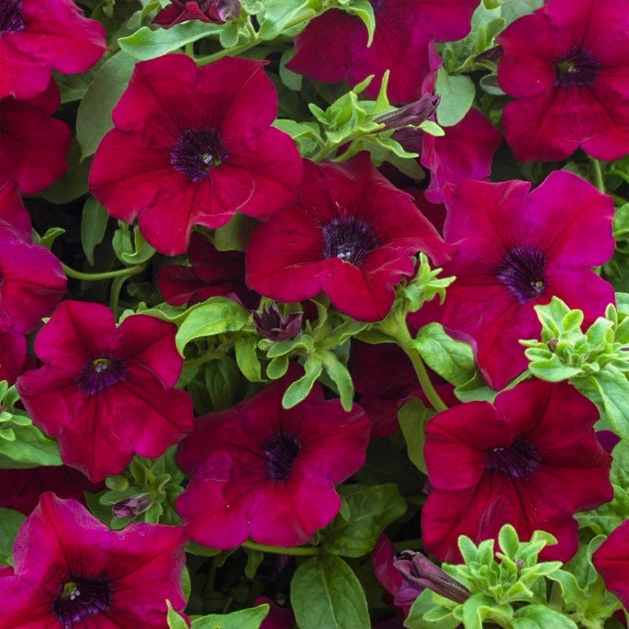 Pegasus Patio Burgundy Petunya Çiçeği 9 Luk Saksı