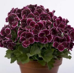 Aristo Black Beauty Sardunya Çiçeği Fidesi (1  Fide)