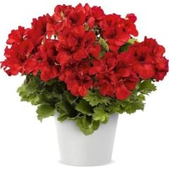 Bright Red Aristo Sardunya Canan Çiçeği Fidesi (1 Fide)