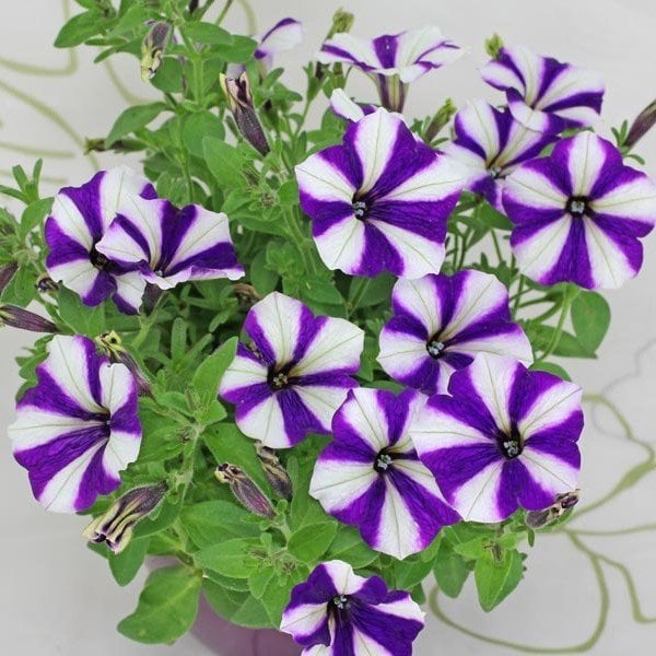 Pegasus Patio Blue Star Petunya Çiçeği 9 Luk Saksıda