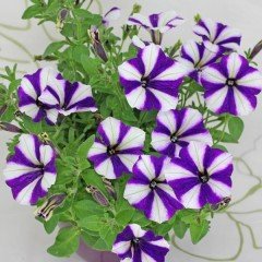 Pegasus Patio Blue Star Petunya Çiçeği 9 Luk Saksıda