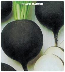 Doğal Anadolu Siyah Turp Tohumu (50 Tohum)