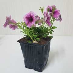 Pegasus Patio Blue Star Petunya Çiçeği 9 Luk Saksıda