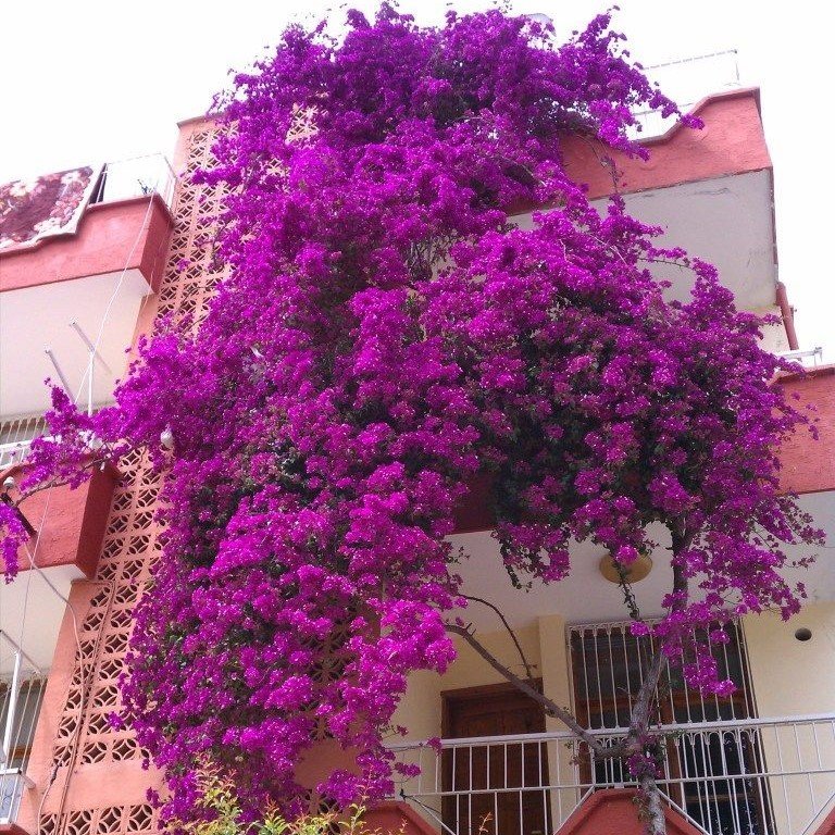 Tüplü Mor Renkli Begonvil (Gelin Duvağı-Rodos Sarmaşığı) Fidanı