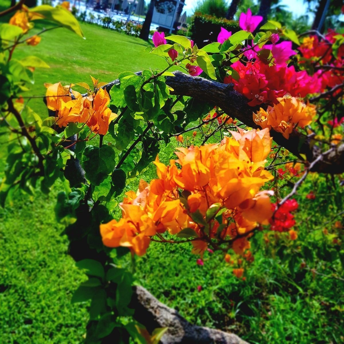 Tüplü Çok Yaşlı Sarı Kavun İçi Begonvil Fidanı (200-300 cm)