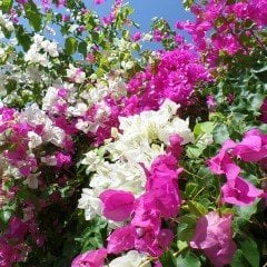 Tüplü Çok Yaşlı Pembe Beyaz Kristal Begonvil Fidanı (150-200 cm)