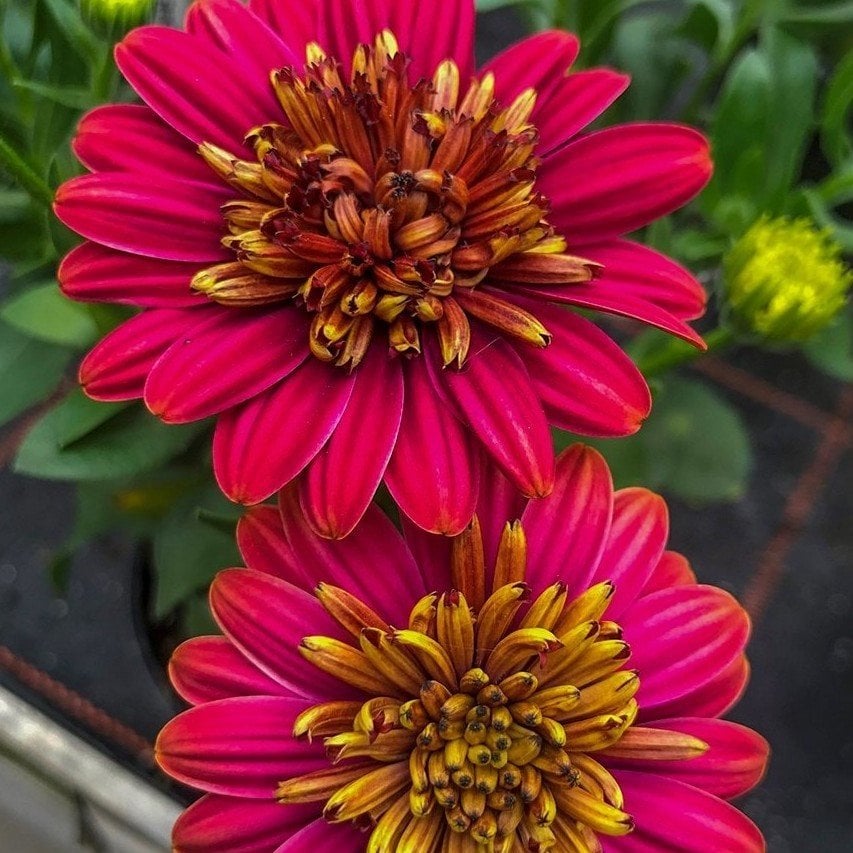 Kırmızı Erato Double Katmerli Bodrum Papatyası Çiçeği Fidesi (3 adet)