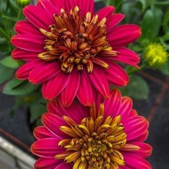 Kırmızı Erato Double Katmerli Bodrum Papatyası Çiçeği Fidesi (3 adet)