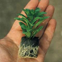 Mor Basket Erato  Bodrum Papatyası Çiçeği Fidesi (3 adet)