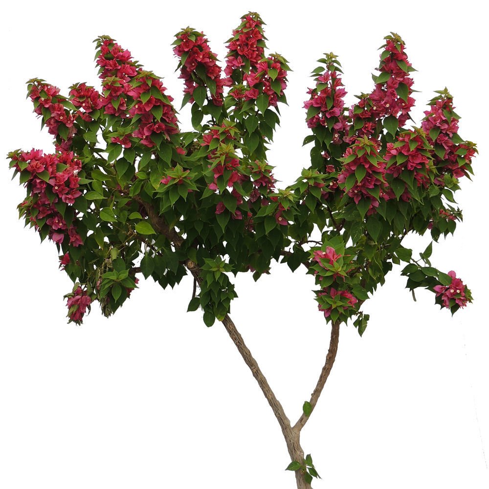 Tüplü 7 Yaşlı Anatolian Begonvil Fidanı (200-300 cm) Sınırlı Stok