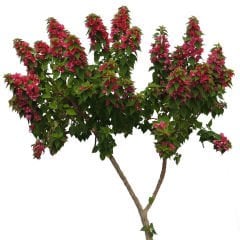 Tüplü 7 Yaşlı Anatolian Begonvil Fidanı (200-300 cm) Sınırlı Stok