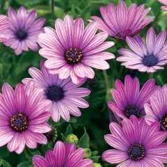 Mor Basket Erato  Bodrum Papatyası Çiçeği Fidesi (3 adet)