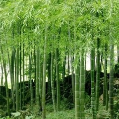Tüplü Bambu Fidanı (120-200 cm)