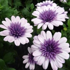 Erato Double White Blush Bodrum Papatyası Çiçeği Fidesi (3 adet)