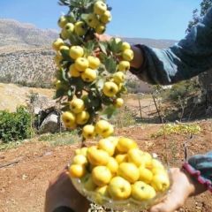 Tüplü Soğuğa Dayanıklı İri Meyveli Sarı Alıç Fidanı (20-40 cm)