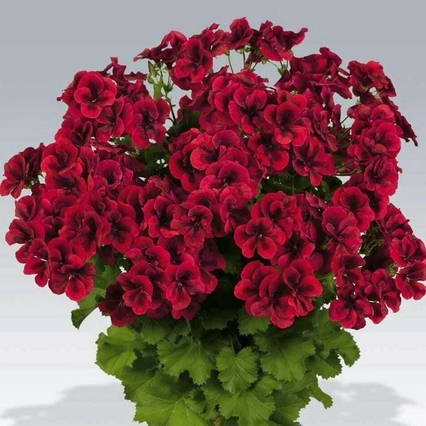 Clario Dark Red Canan Ceylangözü Çiçeği Fidesi (1 Fide)