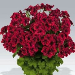 Clario Dark Red Canan Ceylangözü Çiçeği Fidesi (1 Fide)