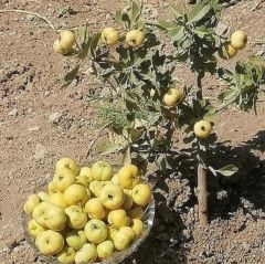 Tüplü Soğuğa Dayanıklı İri Meyveli Sarı Alıç Fidanı (60-100 cm)