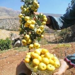 Tüplü Soğuğa Dayanıklı İri Meyveli Sarı Alıç Fidanı (60-100 cm)