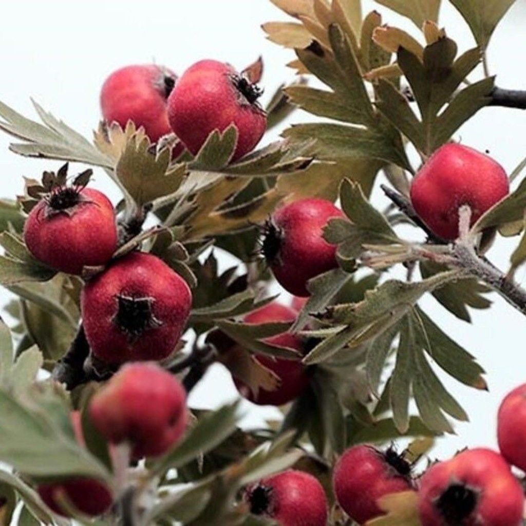 Tüplü Soğuğa Dayanıklı İri Taneli Kırmızı Alıç Fidanı