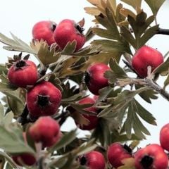 Tüplü Soğuğa Dayanıklı İri Taneli Kırmızı Alıç Fidanı