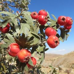 Tüplü Soğuğa Dayanıklı İri Taneli Kırmızı Alıç Fidanı