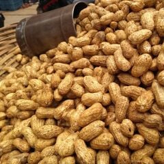Yeni Hasat Taze Haşlamalık Çiğ Yer Fıstığı Yeni Söküm (1 Kg)