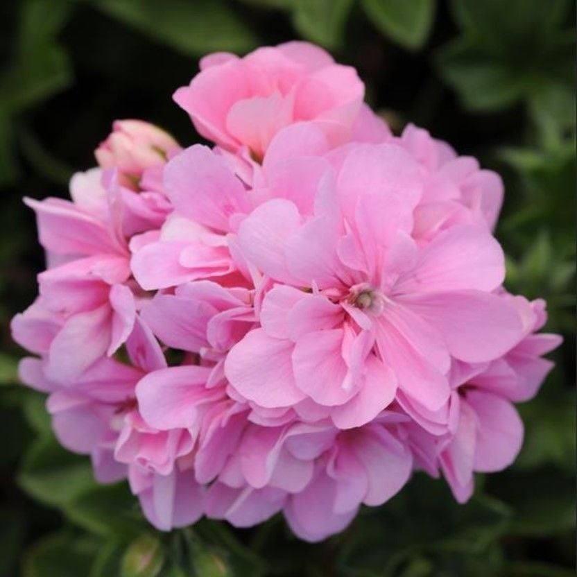 Pembe Grandeu İvy Pink Sakız Sardunya Çiçeği Fidesi (1 Fide)