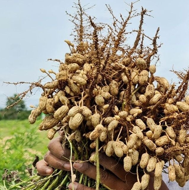 Yeni Hasat Taze Haşlamalık Çiğ Yer Fıstığı Yeni Söküm (3 Kg)