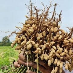 Yeni Hasat Taze Haşlamalık Çiğ Yer Fıstığı Yeni Söküm (3 Kg)