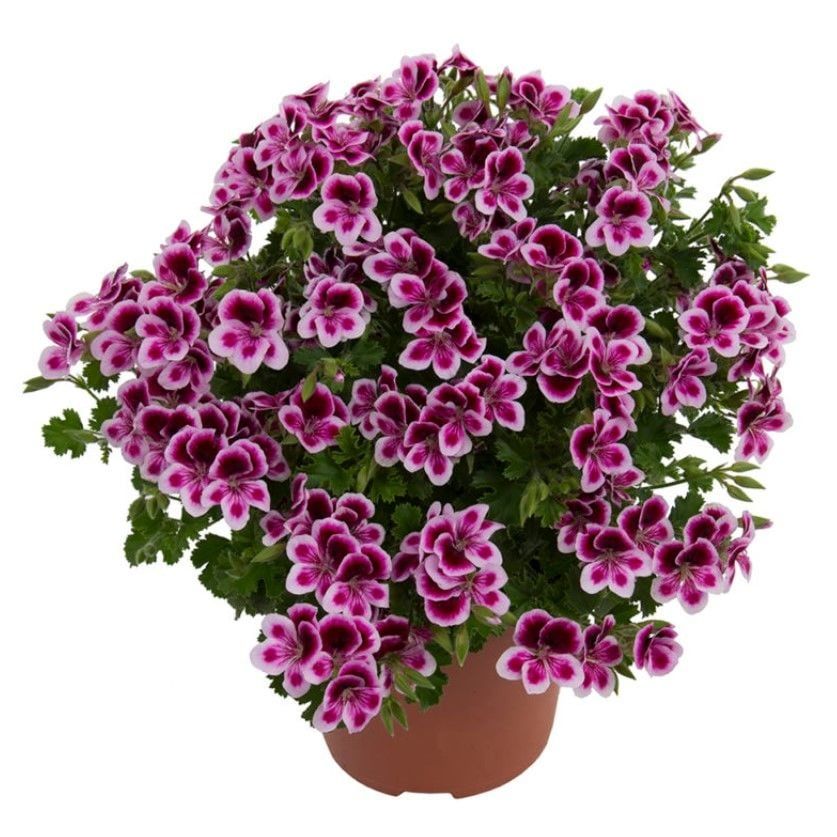 Pac Angeleyes Randy Sardunya Canan Fidesi (1 Fide)