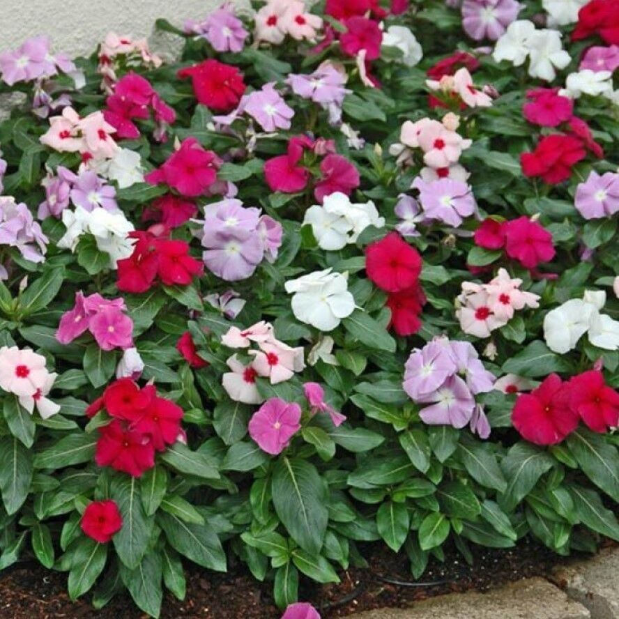 Herdem Yeşil Mixed Vinca Cezayir Menekşesi Çiçeği Fidesi (5 Adet)