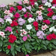 Herdem Yeşil Mixed Vinca Cezayir Menekşesi Çiçeği Fidesi (5 Adet)