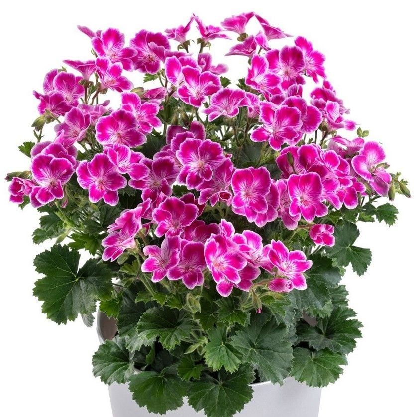 Pac Angeleyes Pink Sardunya Canan Fidesi (1 Fide)